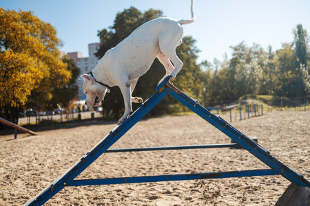 White American Bully dog climbing over the A-frame agility
