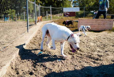White American Bully dog climbing over agility