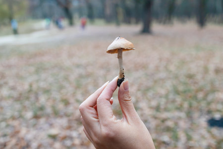 Mushrooms False honey fungus in a beautiful autumn forest. Search for mushrooms in the forest. Choice of mushrooms.の写真素材