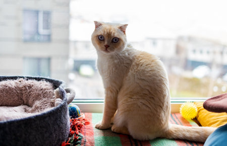 White scottish fold cat, very close up portrait. A cat with a marble color sits on a wooden windowsill.の写真素材