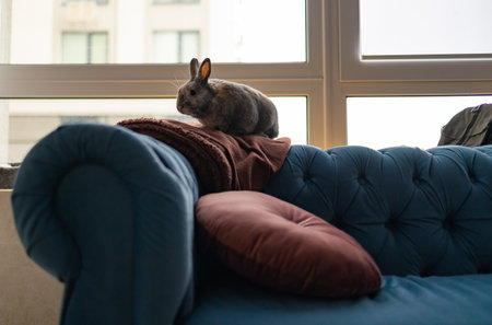 Cute gray rabbit enjoying at homeの写真素材