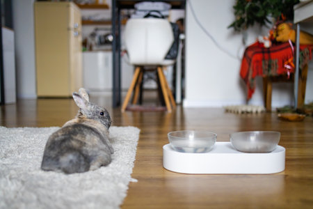 Cute gray rabbit enjoying at homeの写真素材