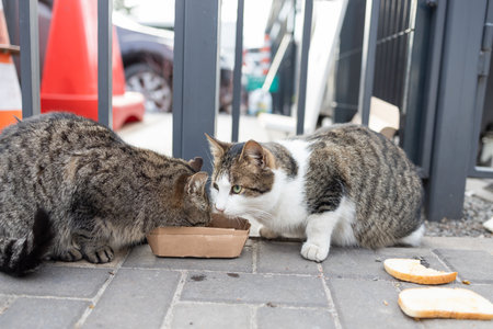 Stray cats eating on the street. A group of homeless and hungry street cats eating food given by...