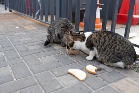 Stray cats eating on the street. A group of homeless and hungry street cats eating food given by volunteers. Feeding a group of wild stray cats, animal protection and adoption concの写真素材