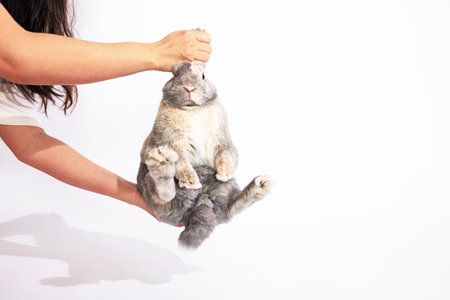 Hand holding adorable gray rabbit isolated on white background.の写真素材