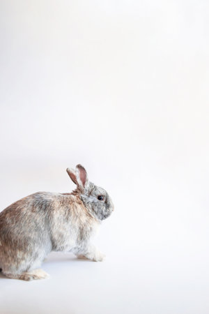 Adorable gray rabbit isolated on white background.の写真素材