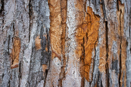 Bark texture background pattern crack old brown for design