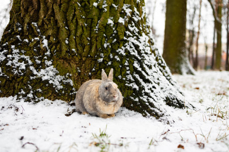 A cute, adorable mountain cottontail sitting in the snow during winter. It is smaller than snowshoe hares, has shorter ears, and does not turn white during the winter, but remainsの写真素材