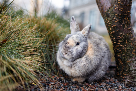 Wet cute rabbit sitting on grass after a rain shower.の写真素材