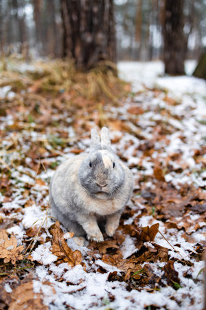 Eastern Cottontails Rabbit Sitting on Snow in Winter, Closeup Portraitの写真素材