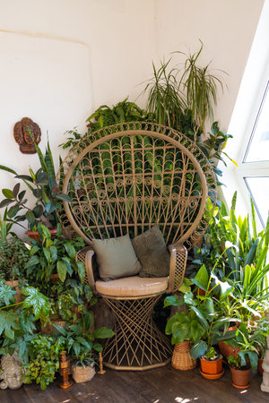 Elegant and quiet bohemian room with a cozy interior, a wicker chair, pillows, pillows, green plants...
