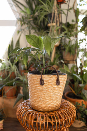 The modern composition of the home garden is filled with many beautiful plants, cacti, succulents,...