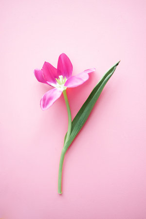 Beautiful tender spring tulip isolated on pink background. Description (in English)の写真素材