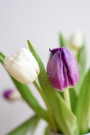 Tulips close up. Water drops on flowers. macro photography.の写真素材