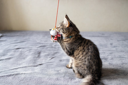Furry cat catching a toy while laying on the bed at homeの写真素材