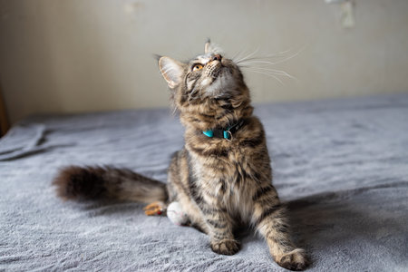 Furry cat catching a toy while laying on the bed at homeの写真素材