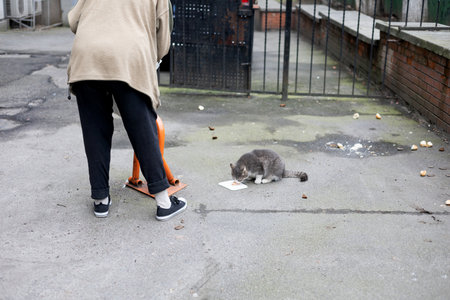 An old grandmother feeds stray cats. A caring old lady and stray cats on the street. Taking care of stray animalsの写真素材
