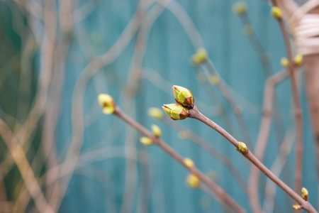 First spring tender leaves, buds and branches macro backgroundの写真素材