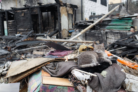 War in Ukraine. lonely frightened cat near the destroyed and burnt house war in Ukraine. house destroyed by the war.の写真素材