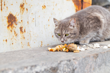 lonely frightened cat near the destroyed and burnt house war in Ukraine. house destroyed by the war.の写真素材