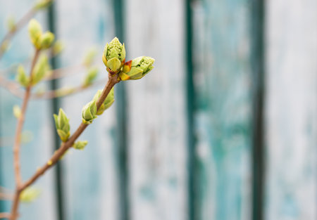 tree branch with buds background, spring.の写真素材
