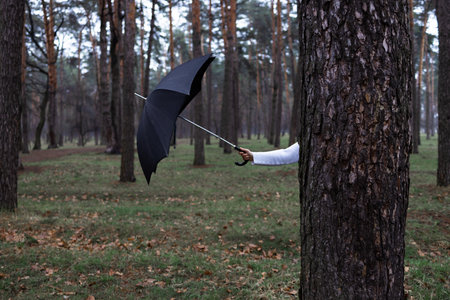 rainy season. autumn mood. Hand holding black umbrella hidden by tree in the dark forest.の写真素材