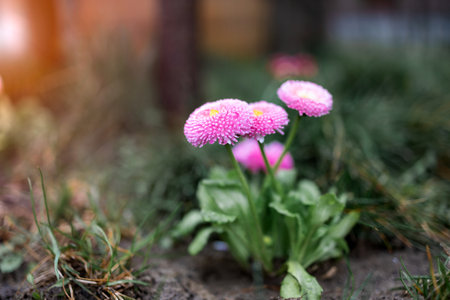 flowers after rain feel refresh and nature. Macro of bright pink zinnia flower along with millenium alliums in a cottage garden.の写真素材