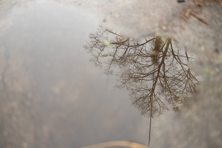 Reflection of a tree in a puddle. Autumn puddle on a pavement in the city after rain.の写真素材