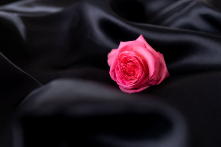 one pink rose on black silk. light pink roses in soft dark background.の写真素材