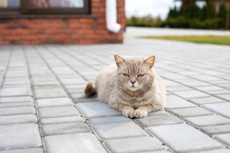 a street cat sits on the ground. Homeless abandoned stray cat sitting on the street.の写真素材