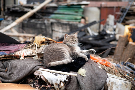 Old abandoned brick house ruins after an earthquake with a cat searching the trash in frontの写真素材