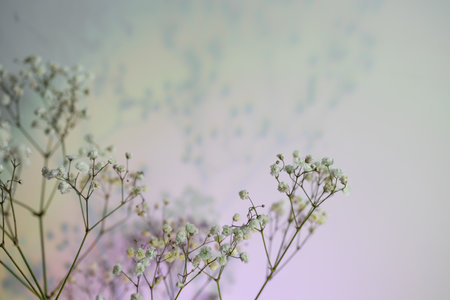 Minimalistic composition of dried flowers. white flowers with pink neon lights on a wall background.の写真素材