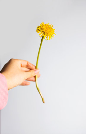 Hand holding yellow dandelion flower on white background.