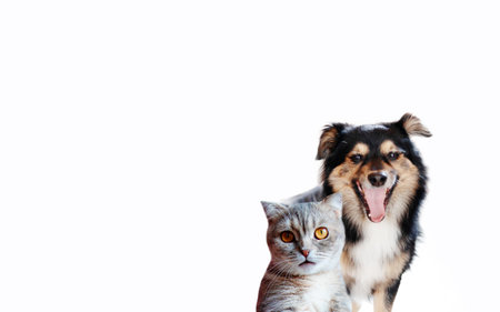 Happy pets. Adorable Dog puppy and gray tabby cat on white background. banner designの写真素材