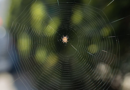 Blurred silhouette of a spider in a web on a blurred natural green background. selective focus. high quality photoの写真素材