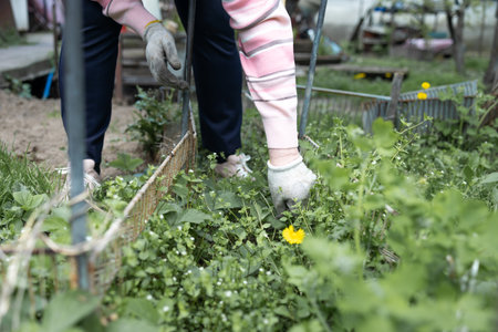 Gardening, weeding weeds. hilling trees. gardening.の写真素材