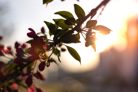 spring blossom background. Beautiful nature scene with blossoming tree and sun flares. Sunny day....