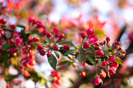 spring blossom background. Beautiful nature scene with blossoming tree and sun flares. Sunny day. spring flowers. beautiful garden. Abstract blurred background. springの写真素材