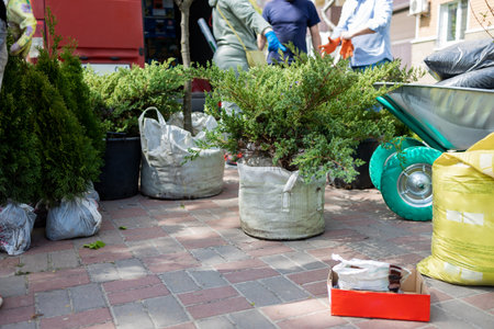Tree planting, close-up of many small seedlings growing with plastic protectionの写真素材