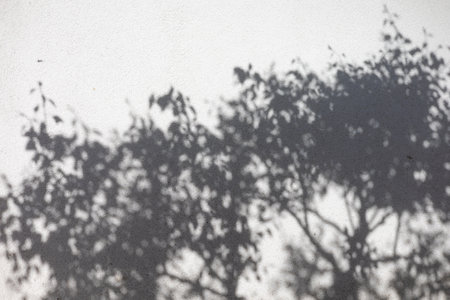 trees branches and leaves with shadow on a white concrete wall.