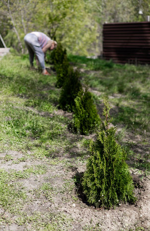 a woman plants a thuja, planting a coniferous tree thuja. woman removed from the pot and planted in a specially prepared hole for the plant.の写真素材