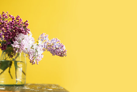 Bouquets of lilac on a yellow background in glass vasesの写真素材