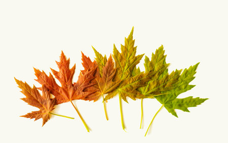 Closeup leaves in different color age of tree leaves. Line of colorful dry leaves in autumn season, environment changed concept. Top view flatlay, Changing environment background bの写真素材