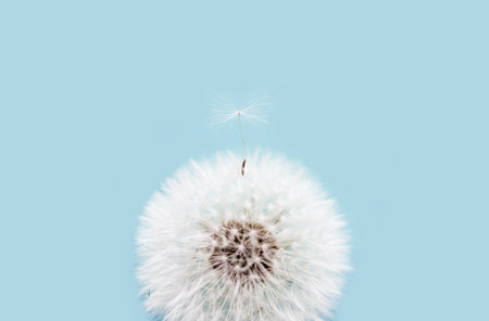 Close up dandelion goat beard on turquoise backgroundの写真素材