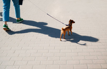 The dog with the owner goes on urban roadwayの写真素材