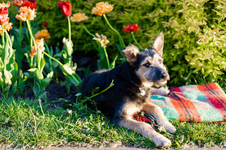 Cute small dog puppy relaxing in the garden near tulips.の写真素材