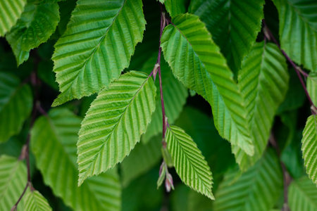 Creative layout made of green leaves. green leaves background, Green leaves pattern background, Natural background and wallpaper. Nature concept.の写真素材