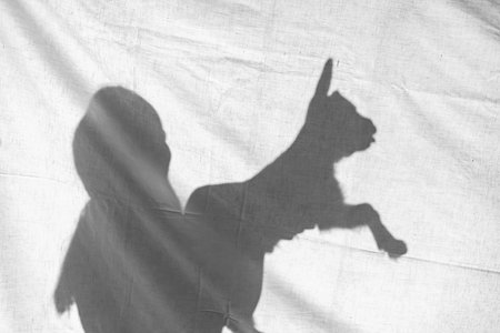 silhouette of a girl strokes a small goat in the village.の写真素材
