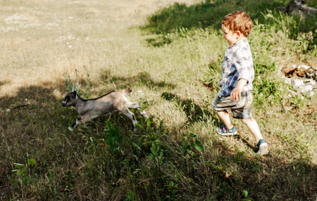 Little child boy playing with baby goat in field near farmland.の写真素材