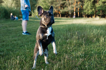 portrait French Bulldog in summer park. Cute happy French bulldog puppy.の写真素材